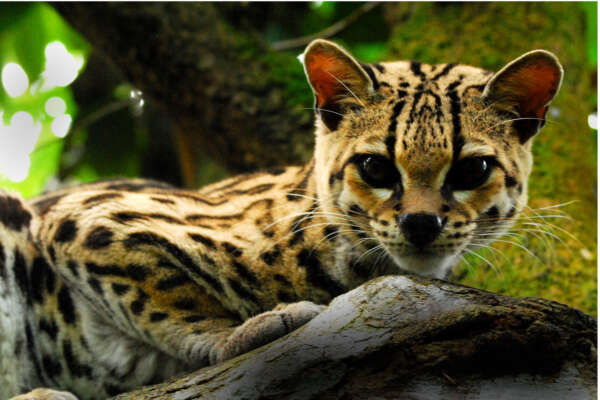 Margay-0001