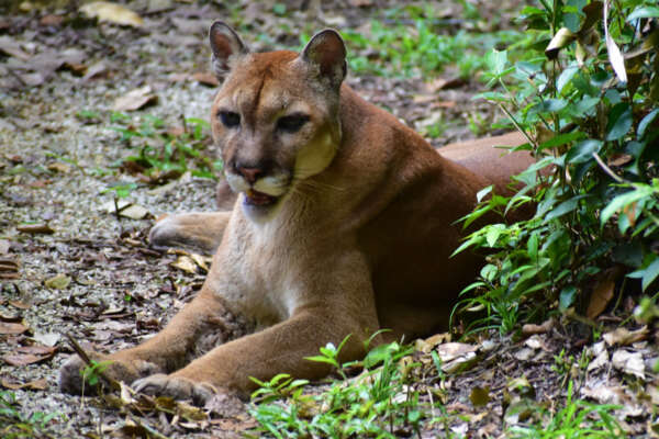 Puma relaxing-0001