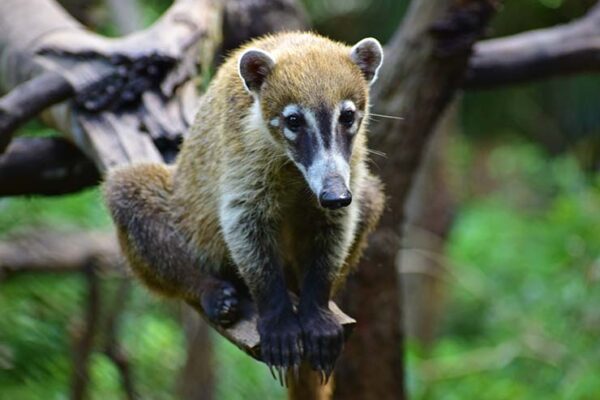 coatimundi01