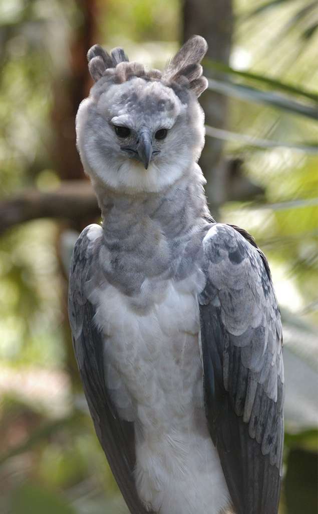 The Animals - The Belize Zoo