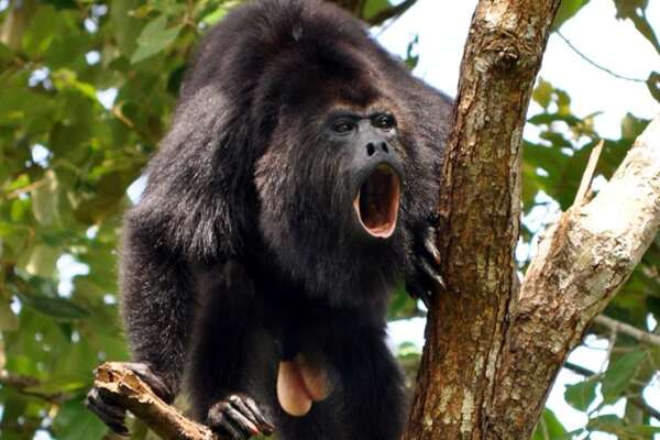 howler-monkey01