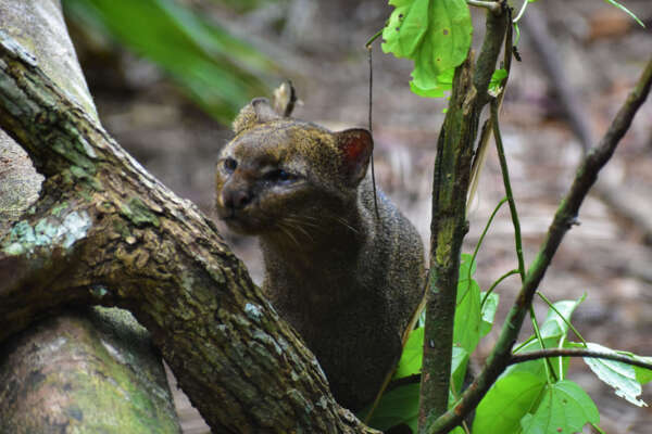 jaguarundi-004