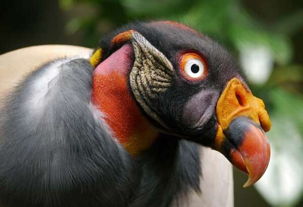 King Vulture - The Belize Zoo