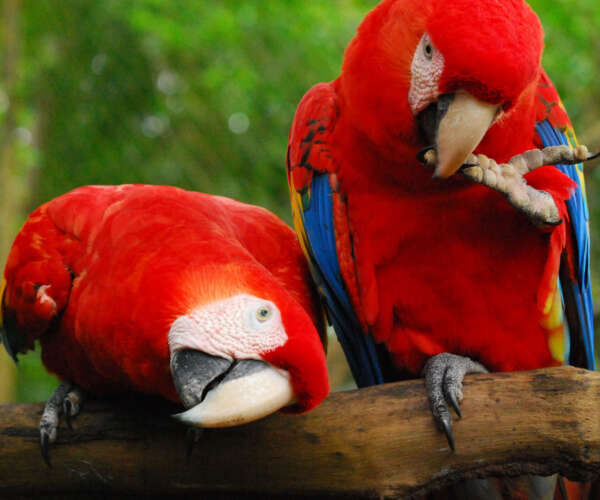 scarlet macaws 2