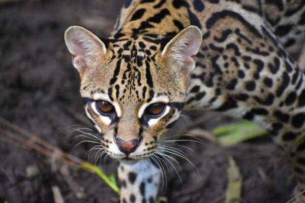 Ocelot-013-2