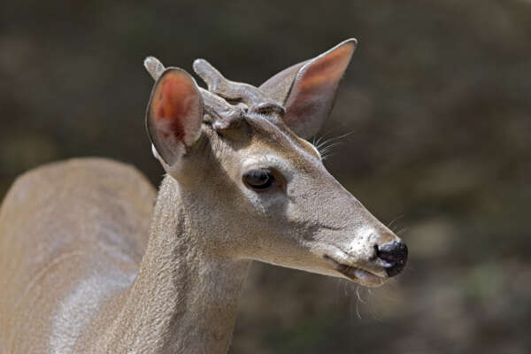 White-tailed Deer