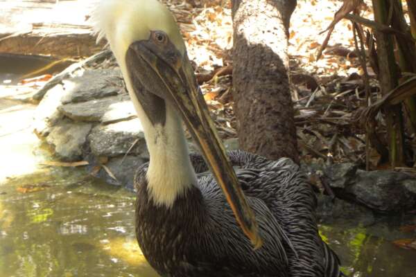 Brown Pelican – The Belize Zoo